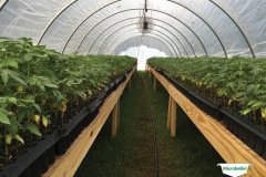 thumbs_1_MICROBEBIO-TRIAL-TEST-ALABAMA5