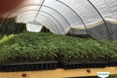 thumbs_1_MICROBEBIO-TRIAL-TEST-ALABAMA6