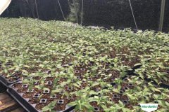 thumbs_1_MICROBEBIO-TRIAL-TEST-ALABAMA7