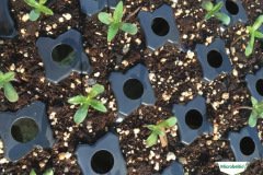 thumbs_1_MICROBEBIO-TRIAL-TEST-ALABAMA8