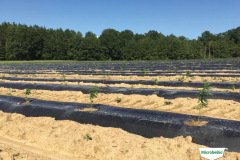 thumbs_1_MICROBEBIO-TRIAL-TEST-ALABAMA9