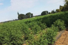 thumbs_1_MICROBEBIO-TRIAL-TEST-OREGON-V2
