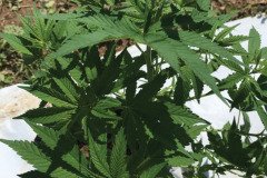 thumbs_1_MICROBEBIO-TRIAL-TEST-TENNESSEE-V1