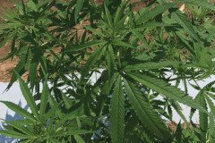 thumbs_1_MICROBEBIO-TRIAL-TEST-TENNESSEE-V2