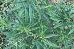 thumbs_1_MICROBEBIO-TRIAL-TEST-TENNESSEE-V3