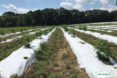 thumbs_1_MICROBEBIO-TRIAL-TEST-TENNESSEE-V4