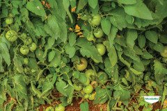 thumbs_1_MICROBEBIO-TRIAL-TEST-ZAMBIA