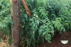 thumbs_1_MICROBEBIO-TRIAL-TEST-ZAMBIA10