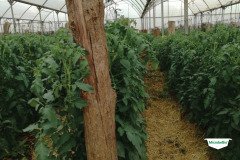 thumbs_1_MICROBEBIO-TRIAL-TEST-ZAMBIA11