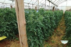thumbs_1_MICROBEBIO-TRIAL-TEST-ZAMBIA12