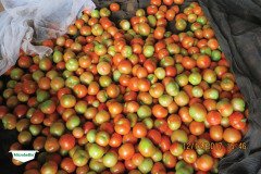 thumbs_1_MICROBEBIO-TRIAL-TEST-ZAMBIA18