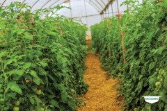 thumbs_1_MICROBEBIO-TRIAL-TEST-ZAMBIA2