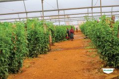 thumbs_1_MICROBEBIO-TRIAL-TEST-ZAMBIA5