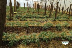 thumbs_1_MICROBEBIO-TRIAL-TEST-ZAMBIA6