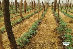 thumbs_1_MICROBEBIO-TRIAL-TEST-ZAMBIA7