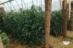 thumbs_1_MICROBEBIO-TRIAL-TEST-ZAMBIA8
