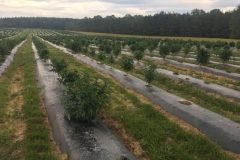 thumbs_1_Microbebio-Alabama-Hemp-1-1024x768-2-MONTHS