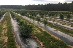 thumbs_1_Microbebio-Alabama-Hemp-2-1024x768-1