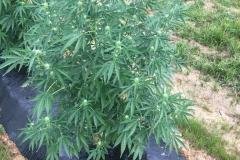 thumbs_1_Microbebio-Alabama-Hemp-3-768x1024-1