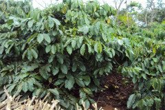thumbs_1_Microbebio-Coffee-Trial-Test10