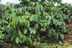 thumbs_1_Microbebio-Coffee-Trial-Test9