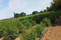 thumbs_1_Microbebio-Colorado-Hemp-768x1024-1