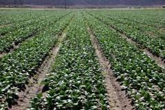 thumbs_1_Microbebio-cabbage-fields-Trial-test-Cali-1