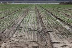 thumbs_1_Microbebio-cabbage-fields-Trial-test-Cali