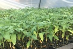 thumbs_1_Microbebio-hemp-Alabama-US-10-768x1024-3-WEEKS