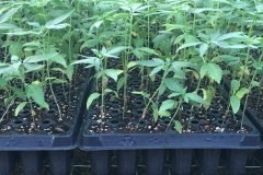thumbs_1_Microbebio-hemp-Alabama-US-13-1024x768-3.5-WEEKS
