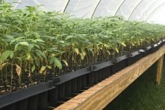 thumbs_1_Microbebio-hemp-Alabama-US-14-1024x768-3.5-WEEKS