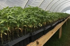 thumbs_1_Microbebio-hemp-Alabama-US-15-768x1024-4-weeks-some-tallest-plants-are-8-9-inches