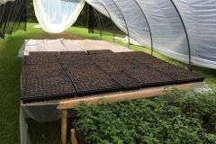 thumbs_1_Microbebio-hemp-Alabama-US-16-1024x768-4-weeks-some-tallest-plants-are-8-9-inches