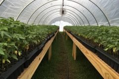 thumbs_1_Microbebio-hemp-Alabama-US-17-1024x768-4-weeks-some-tallest-plants-are-8-9-inches
