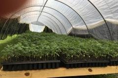 thumbs_1_Microbebio-hemp-Alabama-US-18-1024x768-1
