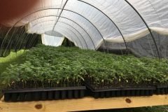 thumbs_1_Microbebio-hemp-Alabama-US-18-1024x768-4-weeks-some-tallest-plants-are-8-9-inches
