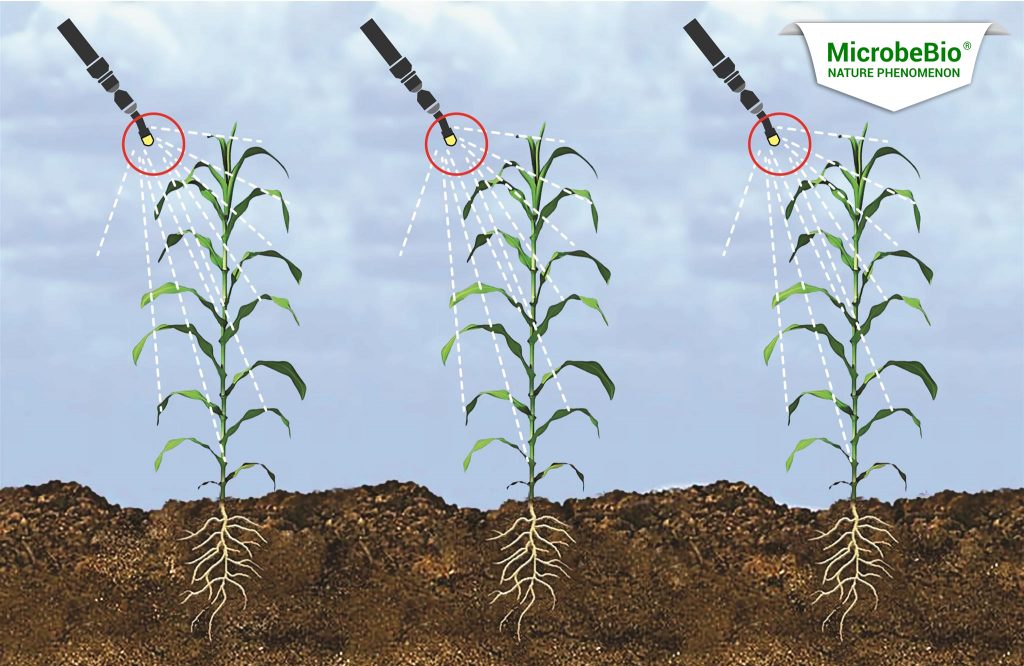 microbebio suger cane