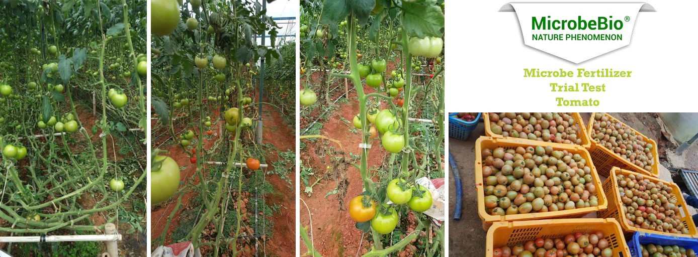 Microbebio_Tomato_Trial Test Microbebio Microbial Liquid Fertilizer Tomato Trial Test