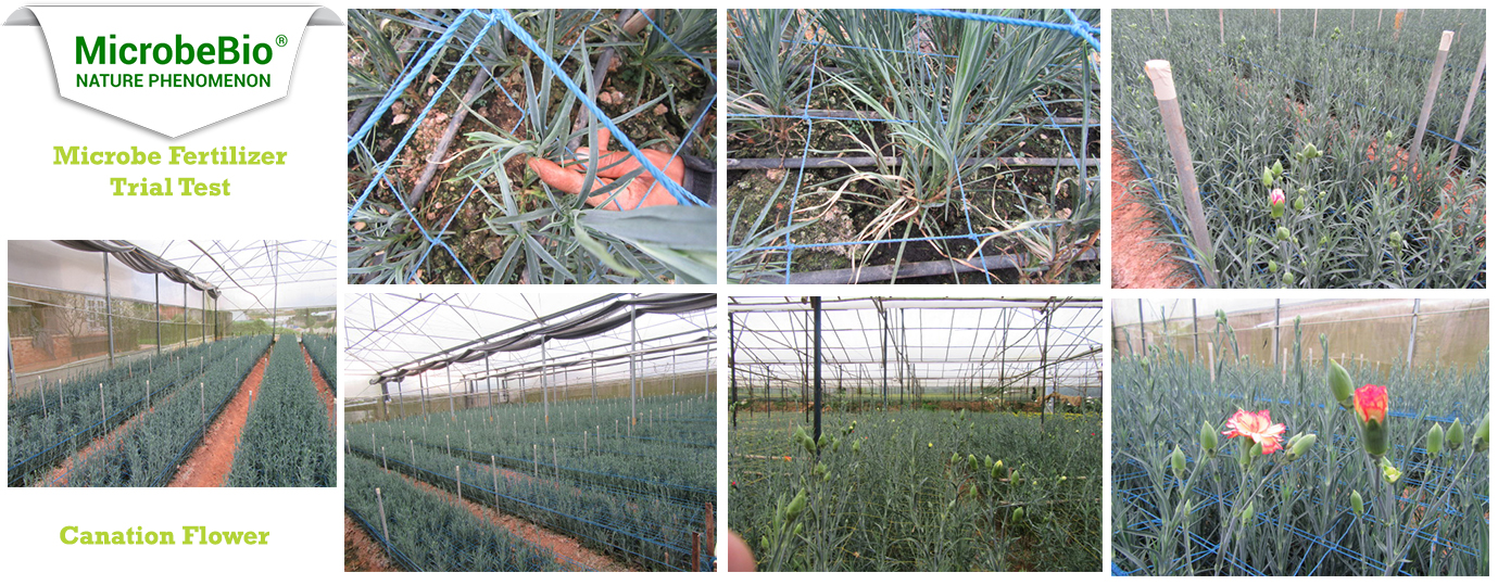 Microbebio_trial_test_carnation Microbebio Microbial Liquid Fertilizer Carnation Trial Test