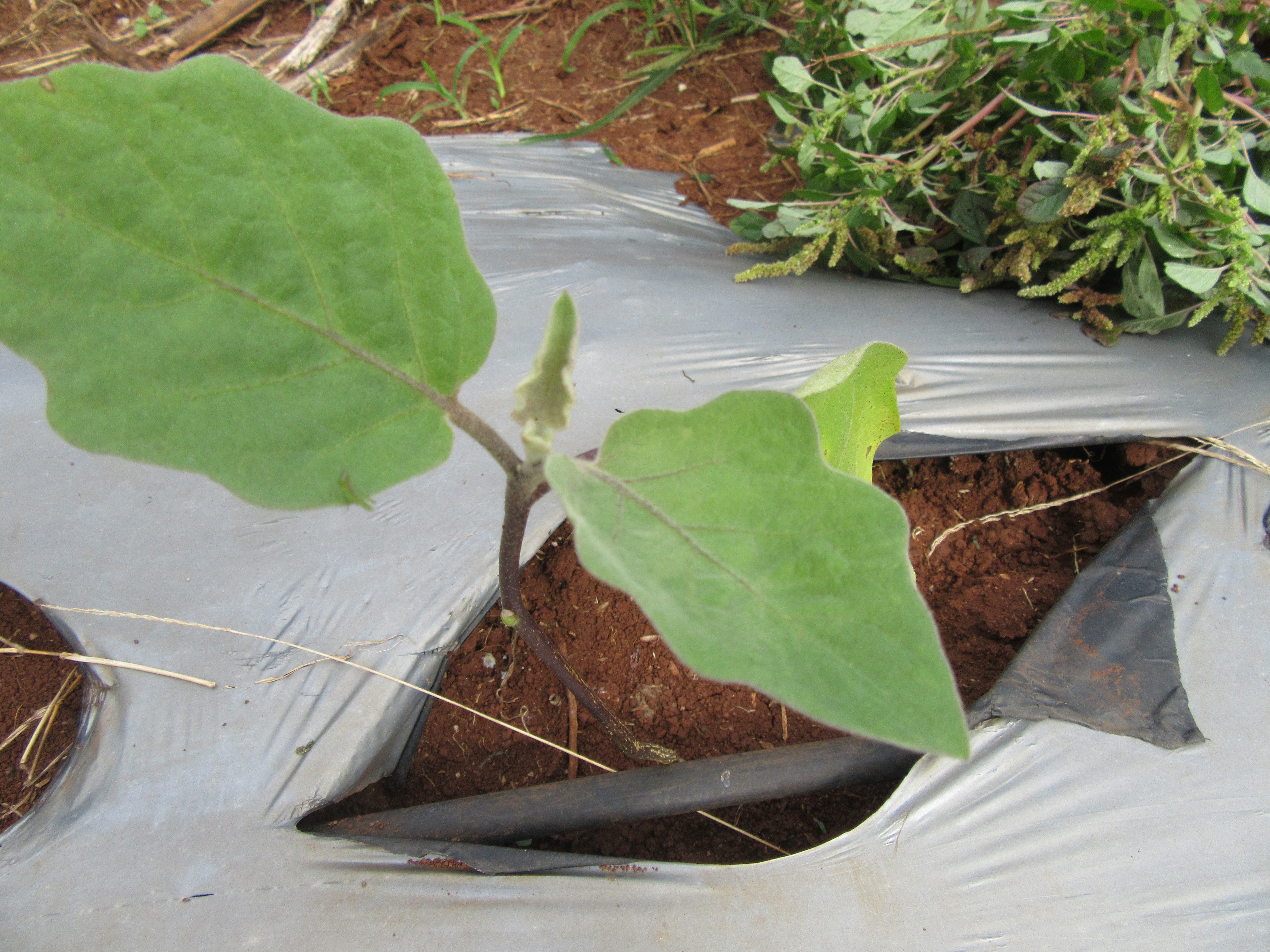 Microbebio organic micronutrient fertilizer Trial Test EggPlant An Giang Viet Nam