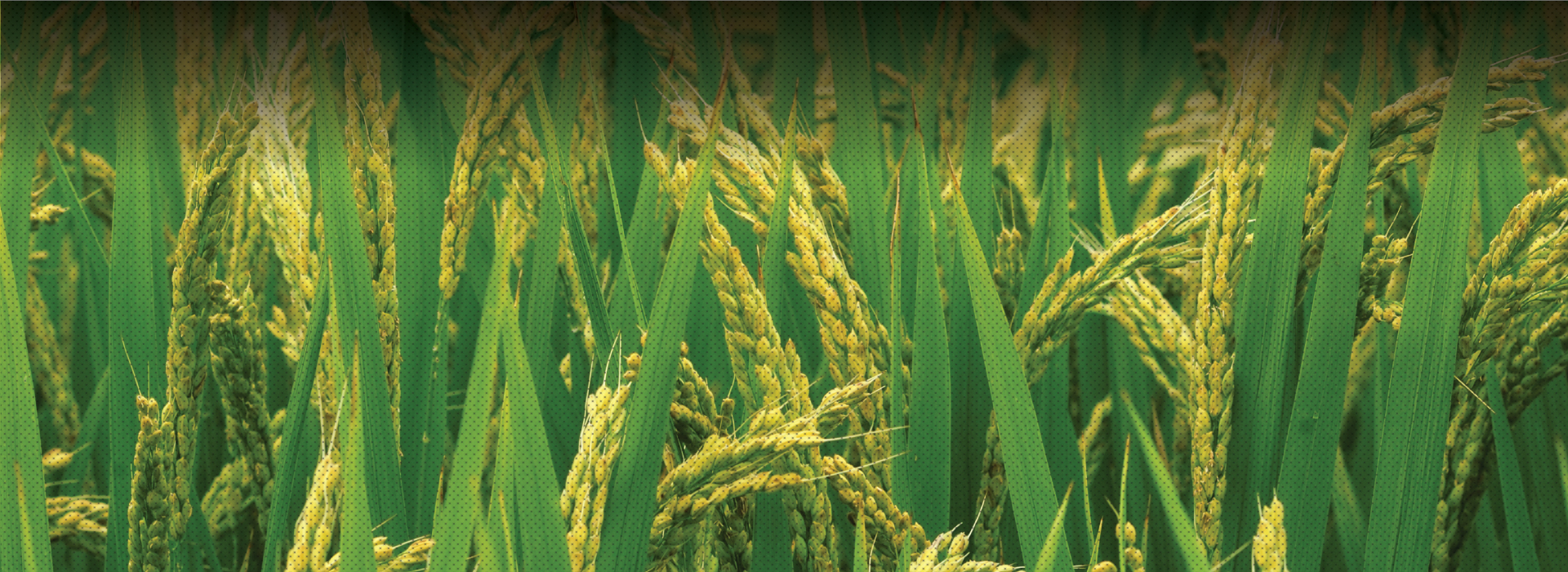 MICROBEBIO-APPLICATIONPROGRAM-RICE MICROBEBIO APPLICATION PROGRAM RICE