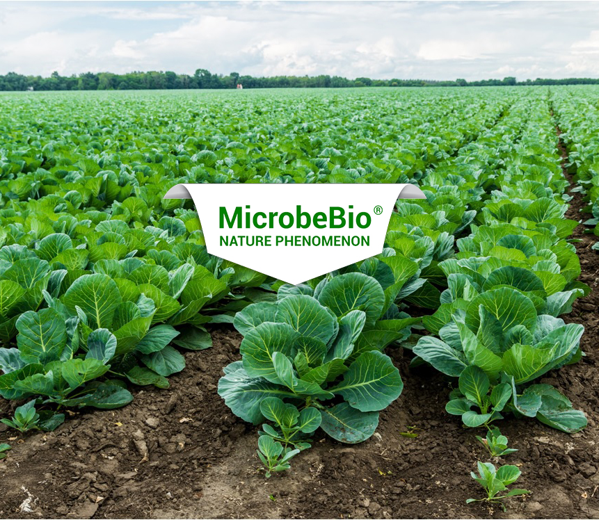 Microbebio How crops benefit from robust soil microbial populations nitrogen cycle and enhance