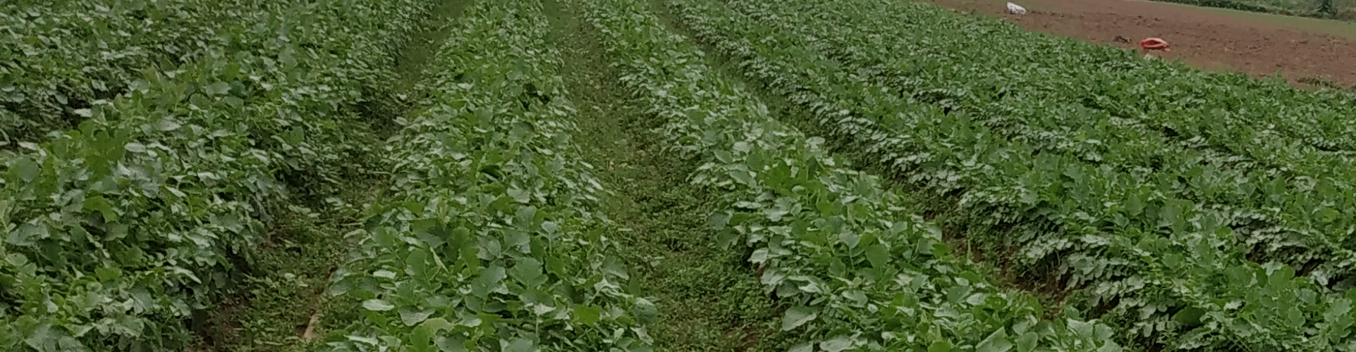 MICROBEBIO-APPLICATIONPROGRAM-RADISH