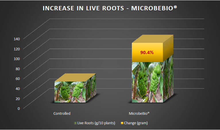 MICROBEBIO - Tomato 1 MICROBEBIO