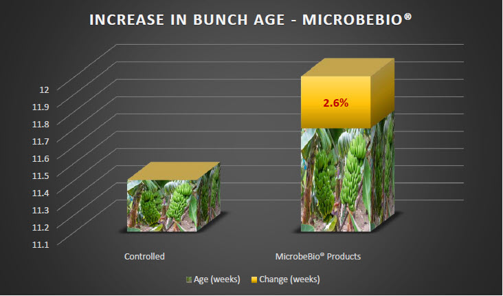 MICROBEBIO - Tomato 2 MICROBEBIO - Tomato 2
