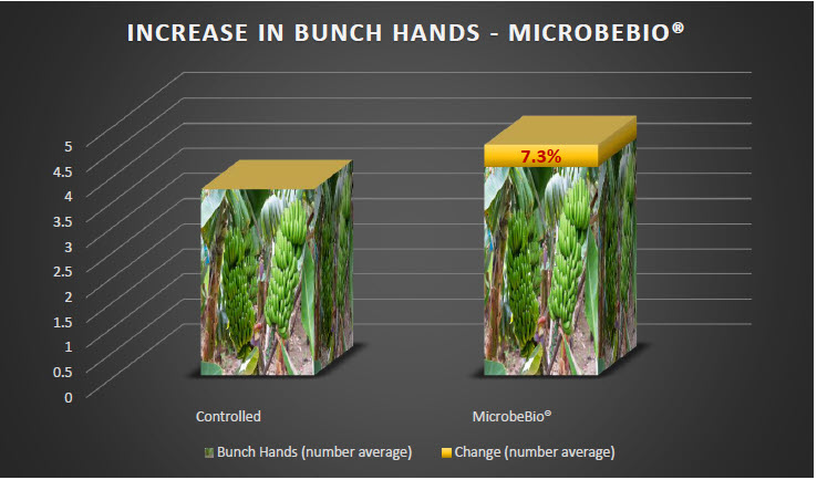 MICROBEBIO - Tomato 4 MICROBEBIO - Tomato 4