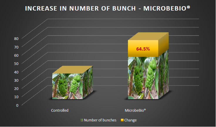MICROBEBIO - Tomato 5 MICROBEBIO - Tomato 5