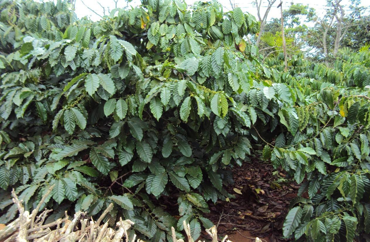 Microbebio Coffee Trial Test