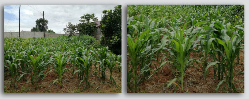 Microbebio-Trial Test Maize