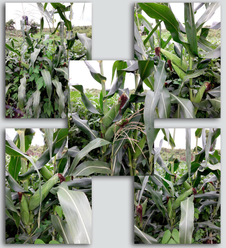 Microbebio-Trial Test Maize